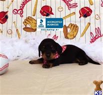 dachshund puppy posted by little paws kennel